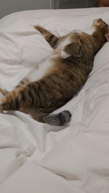 @Miss Mia the Tabby Cat
