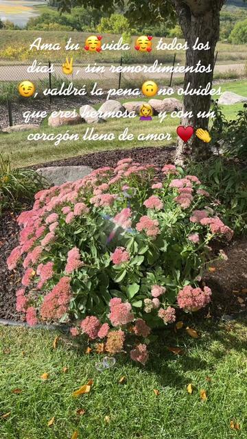 @🍂🍁🌻OTOÑO 🌻🍂🍁