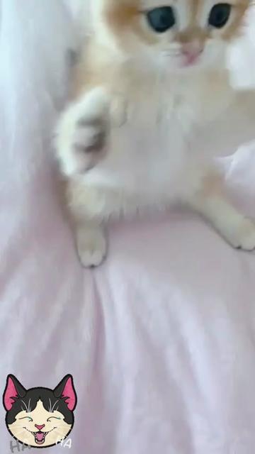 @هاملت