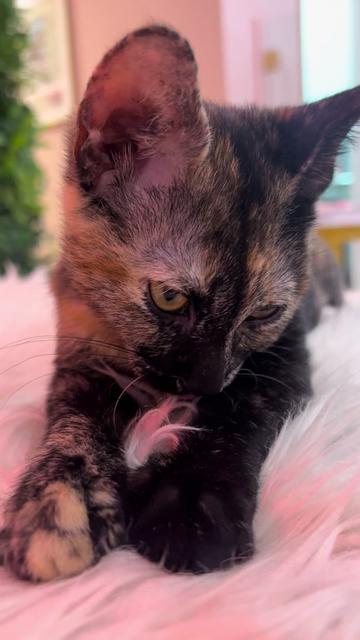 @King Kittens