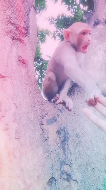 @pabitra