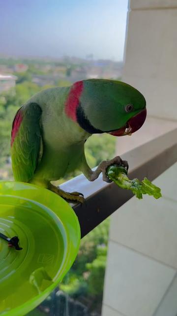 @Mango the Wild Parrot