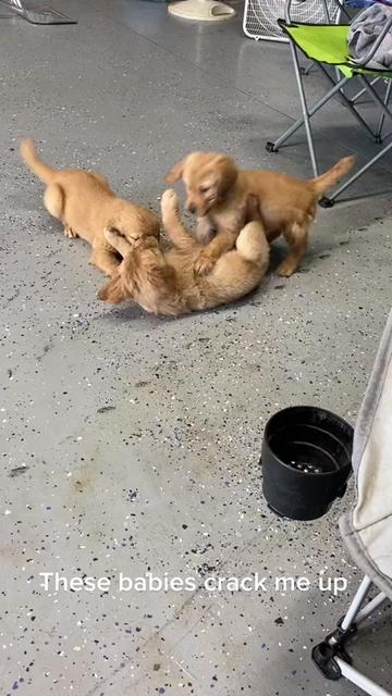 @Family full of goldens