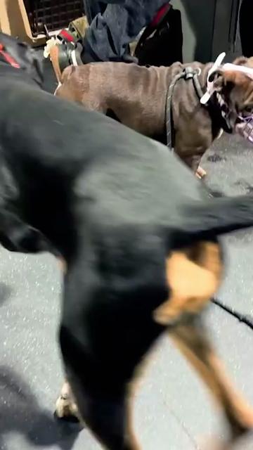 @Miracle K9 Training