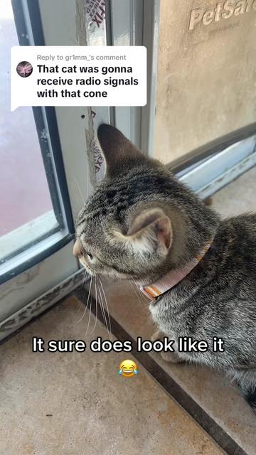 @Tokio Drift The Cat
