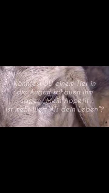 @❤️ Tiere ❤️