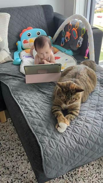 @Miss Mia the Tabby Cat