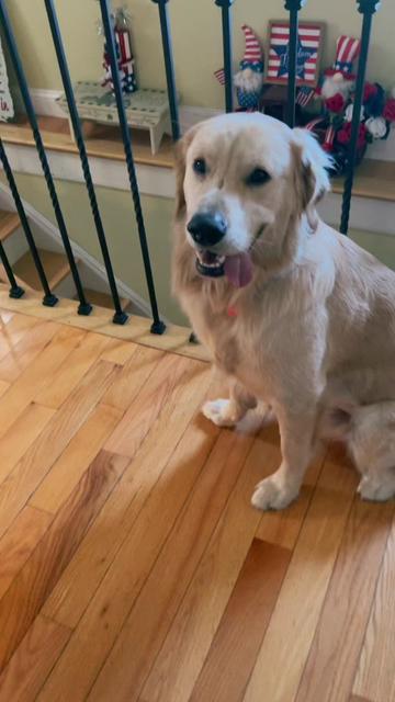 @Buddy the Golden 🦮😎