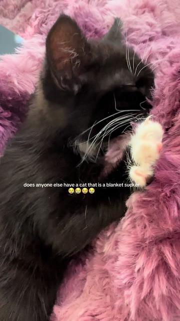 @bffs | brie’s feline friends