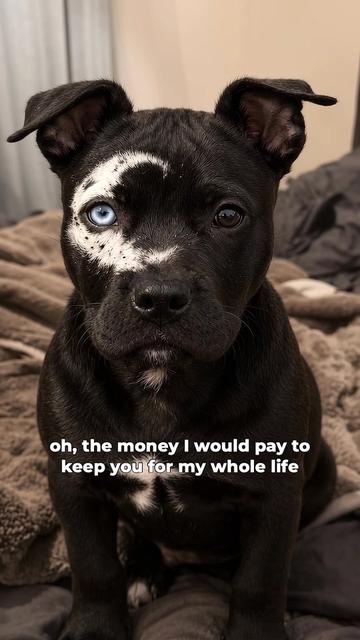 @moonfetches