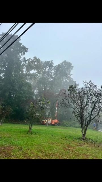 @Chads Tree Service
