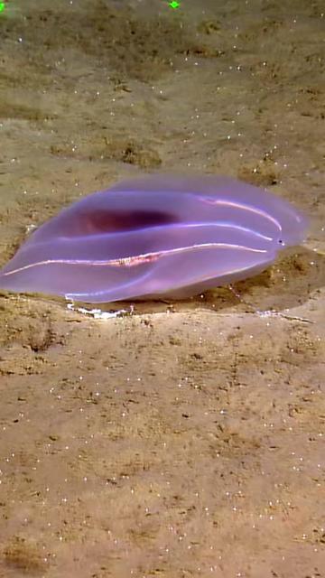 @Ocean Exploration Trust