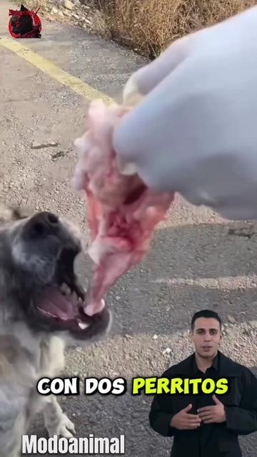 @Modoanimal