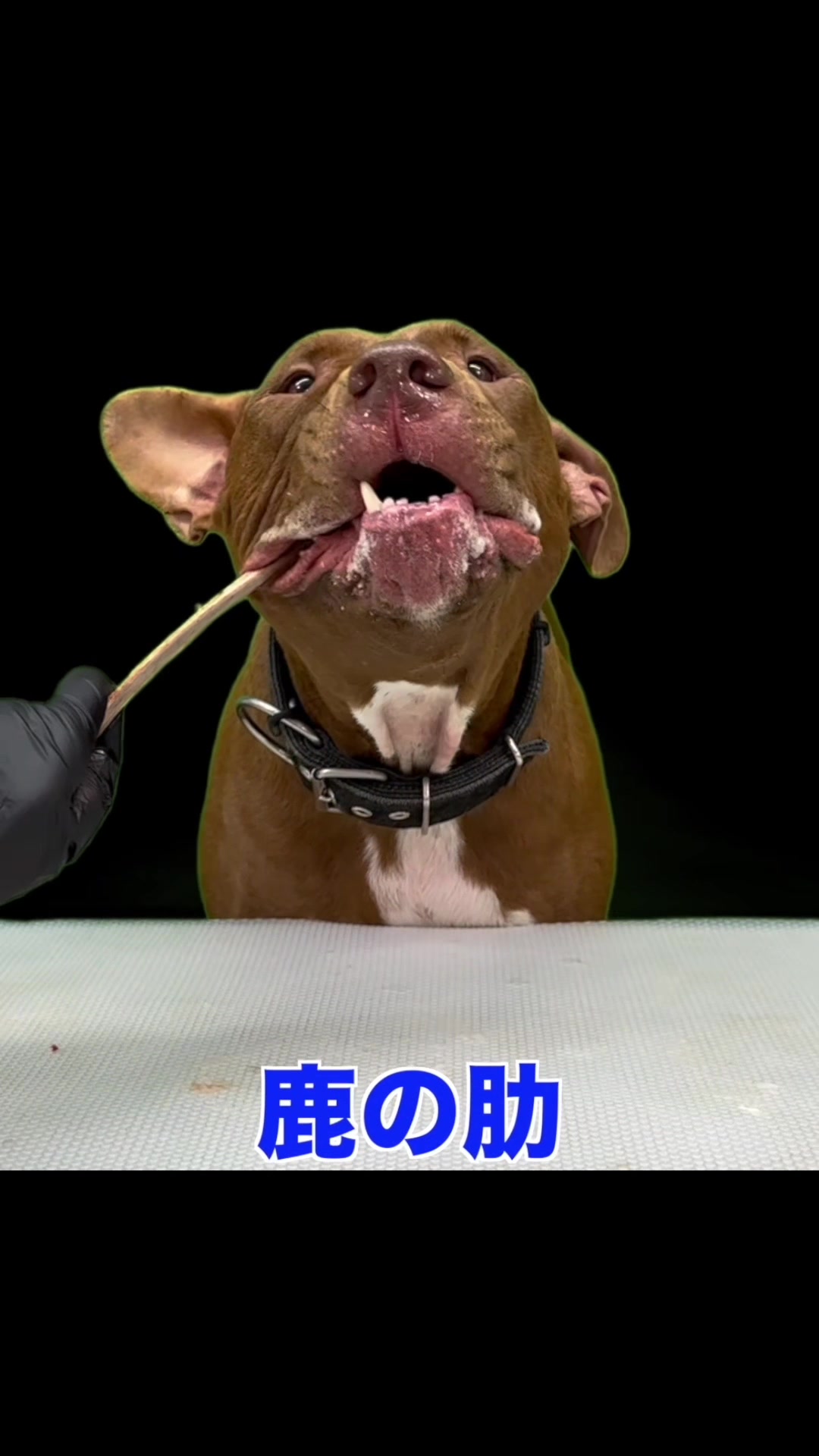@バウンス　チャンネル