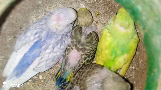 @,%Blue%Bird %