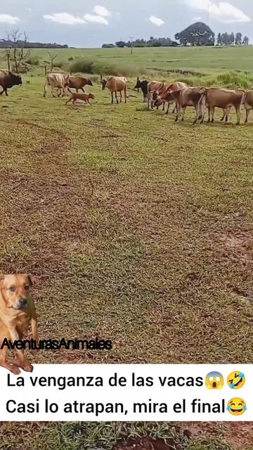 @AventurasAnimales