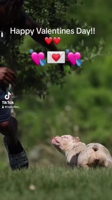@bgbullies_