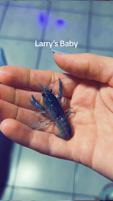 @Larrythebluecrawfish