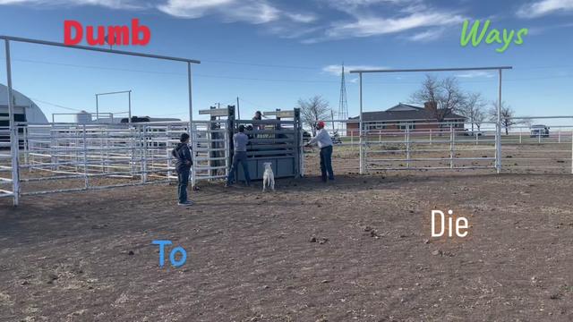 @🐂Haze Reed-Mini Bull Rider🐂