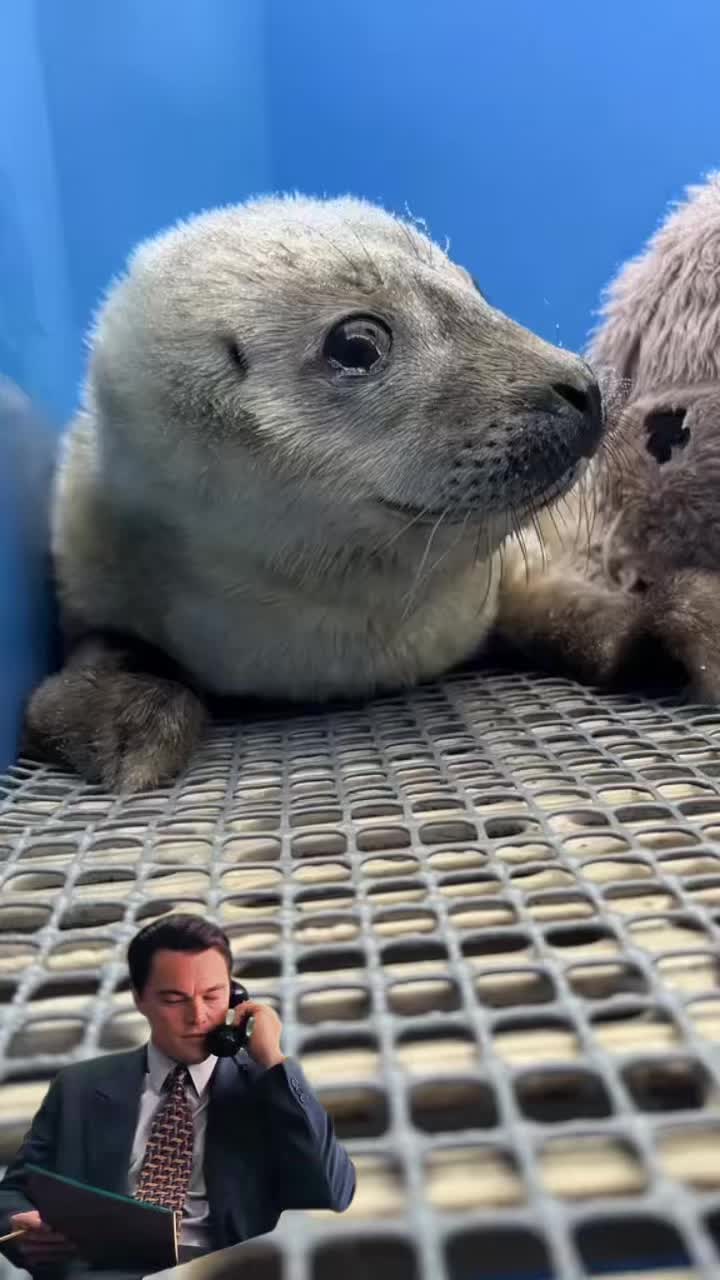 @Marine Mammal Rescue Society