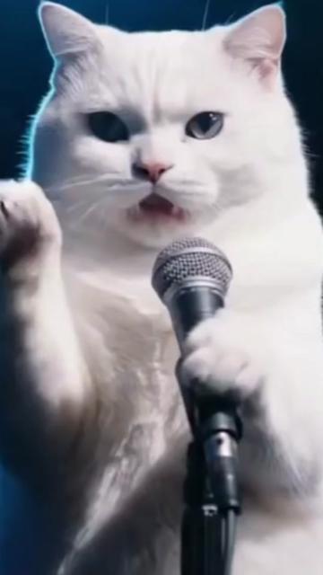 @comedyclubcats