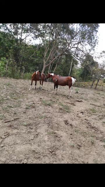 @Gissêl Vélez