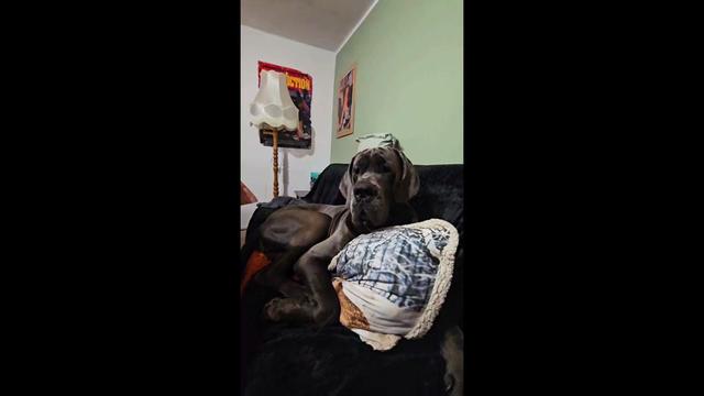 @Dog Niemiecki Benek