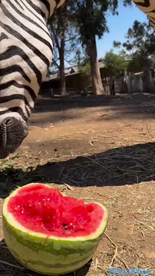 @Wild Animals