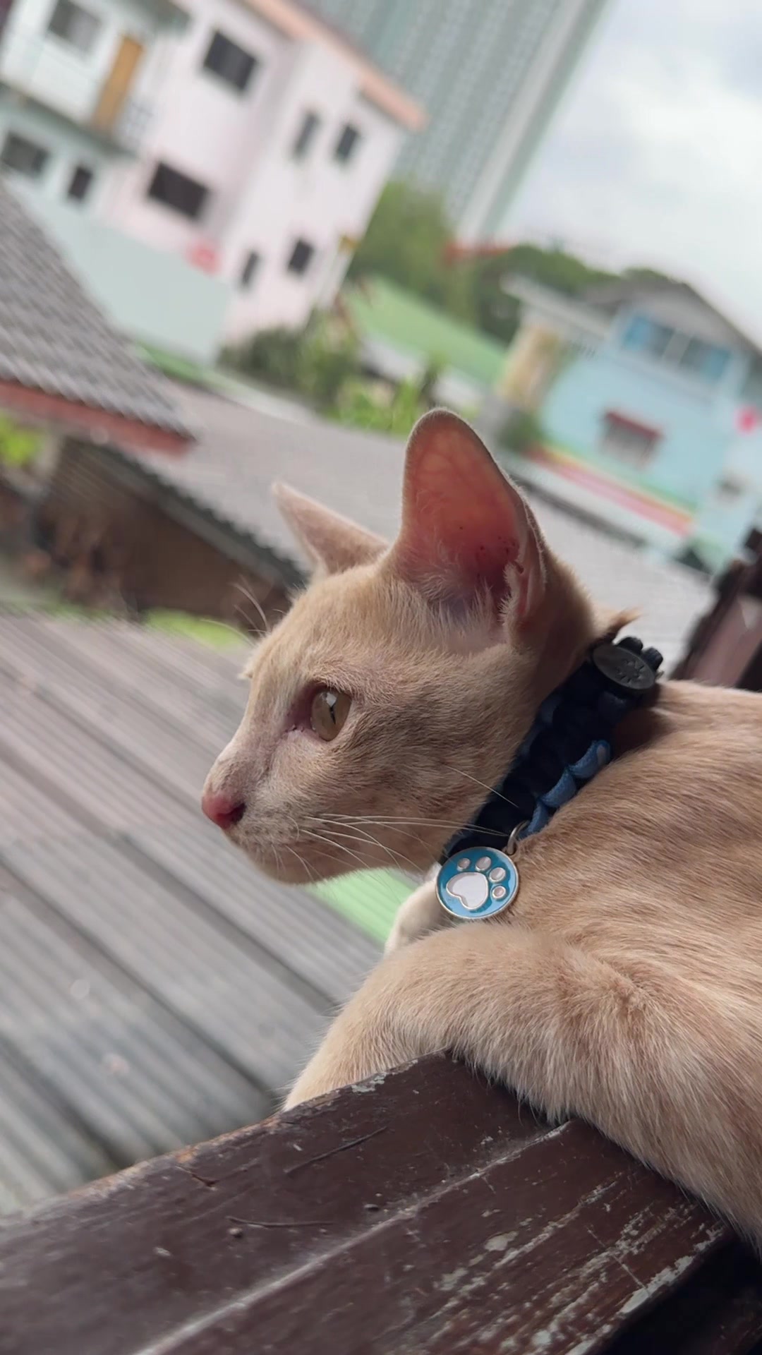 @PB(ผักบุ้ง)