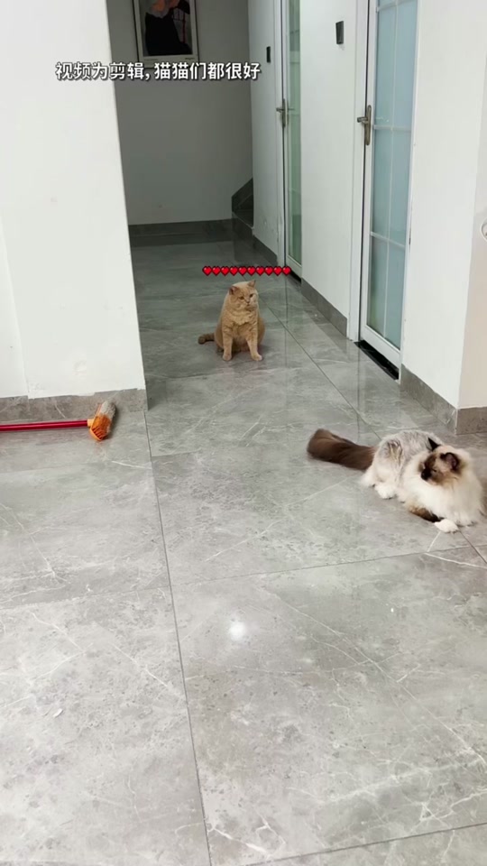 @🤣Cute Funny Pets🤣