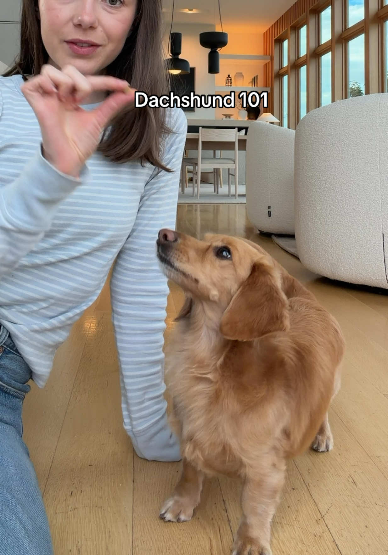 @cashewdachshund