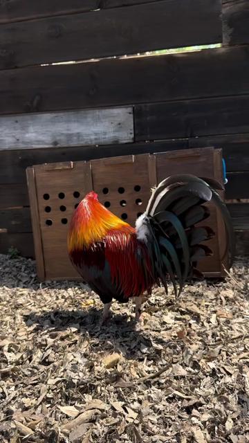 @Carol Nesmith Blackwater Farm