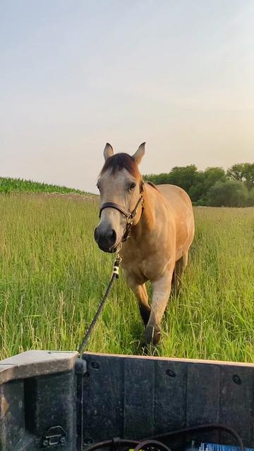 @Rachel ⚡️ Equine Photographer