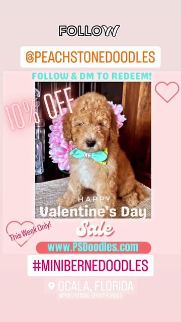 @Peachstones Bernedoodles