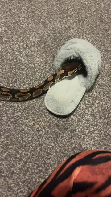 @Rosie 🖤🐍🦎🕷️