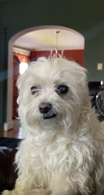@mildred.the.maltese