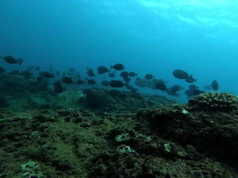 @kairosspearfishing