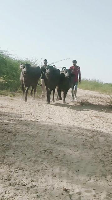 @Bharat Bhai Balkabha