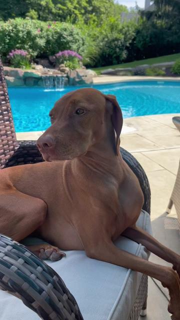 @Brookie The Vizsla