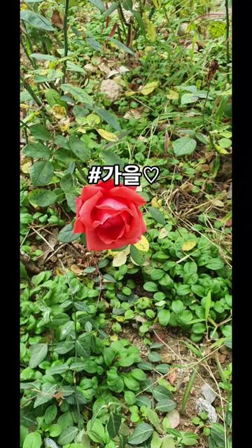 @로켓마미