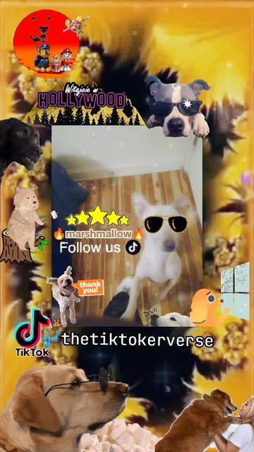 @🎶TheTikTokerVerse