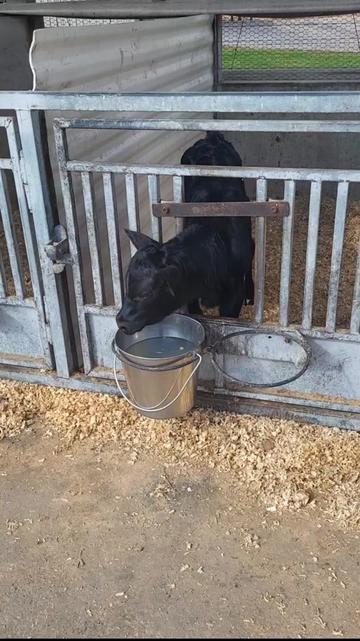 @Farmer Moo