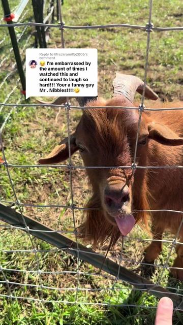 @Momma Tay🐐🐓👩🏼🌾💕