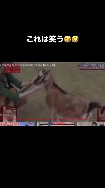 @おもしろ動画