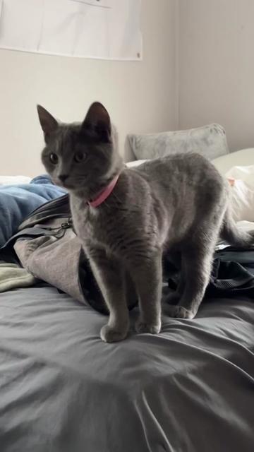 @KittyTheCat