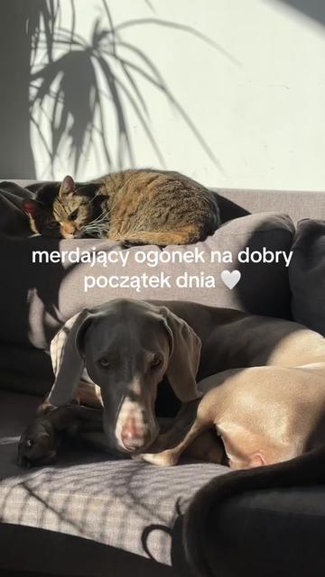 @lola | ig: heydoggyblog