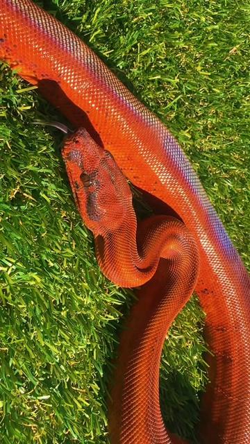 @Medusa Exotics