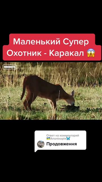 @Живность
