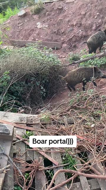 @Cute Boars
