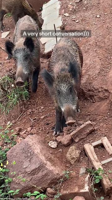 @Cute Boars